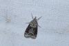 Scoparia sp.